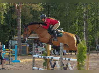 Lets warmbloed, Ruin, 4 Jaar, 166 cm, Roodbruin