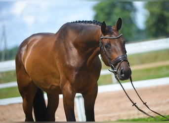 Lets warmbloed, Ruin, 4 Jaar, 166 cm, Roodbruin