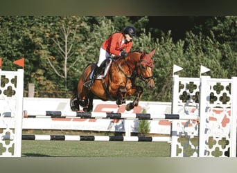 Lets warmbloed, Ruin, 5 Jaar, 166 cm, Roodbruin