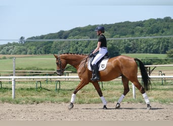 Lets warmbloed, Ruin, 5 Jaar, 169 cm, Bruin