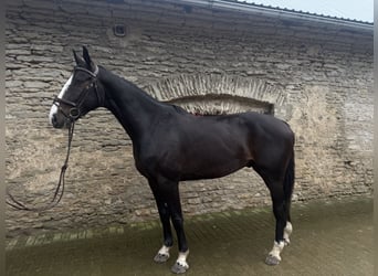 Lets warmbloed, Ruin, 5 Jaar, 170 cm, Donkerbruin
