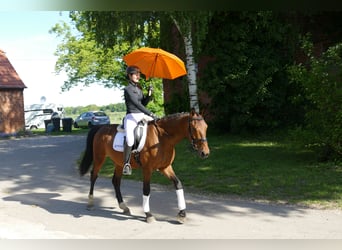 Lets warmbloed, Ruin, 6 Jaar, 160 cm, Bruin