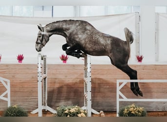 Lets warmbloed, Ruin, 7 Jaar, 168 cm, Schimmel