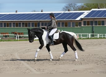 Lets warmbloed, Ruin, 7 Jaar, 169 cm, Gevlekt-paard