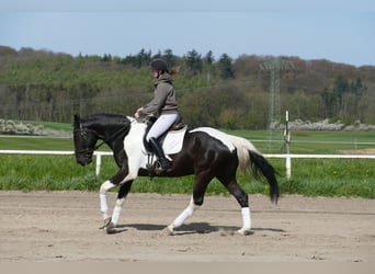 Lets warmbloed, Ruin, 7 Jaar, 169 cm, Gevlekt-paard