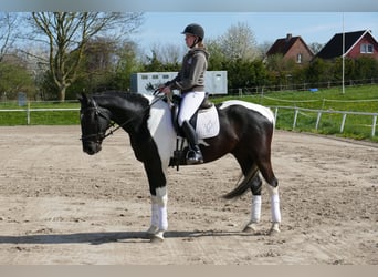 Lets warmbloed, Ruin, 7 Jaar, 169 cm, Gevlekt-paard