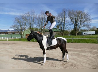 Lets warmbloed, Ruin, 7 Jaar, 169 cm, Gevlekt-paard