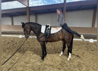 Lets warmbloed, Ruin, 8 Jaar, 160 cm, Donkerbruin