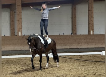 Lets warmbloed, Ruin, 8 Jaar, 160 cm, Donkerbruin