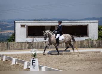 Lets warmbloed, Ruin, 8 Jaar, 165 cm, Appelschimmel