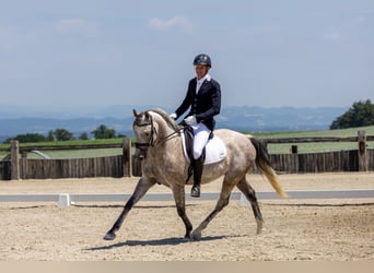 Lets warmbloed, Ruin, 8 Jaar, 165 cm, Appelschimmel