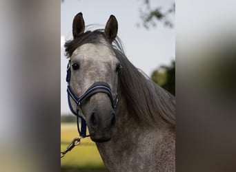 Lets warmbloed, Ruin, 8 Jaar, 165 cm, Appelschimmel