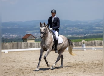 Lets warmbloed, Ruin, 8 Jaar, 165 cm, Appelschimmel