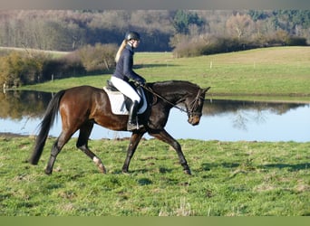 Lets warmbloed, Ruin, 9 Jaar, 169 cm, Donkerbruin