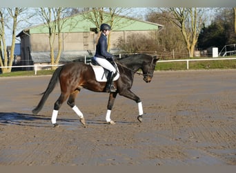 Lets warmbloed, Ruin, 9 Jaar, 169 cm, Donkerbruin