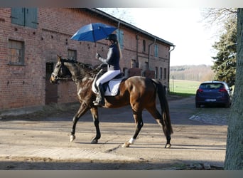 Lets warmbloed, Ruin, 9 Jaar, 169 cm, Donkerbruin