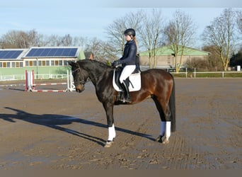 Lets warmbloed, Ruin, 9 Jaar, 169 cm, Donkerbruin