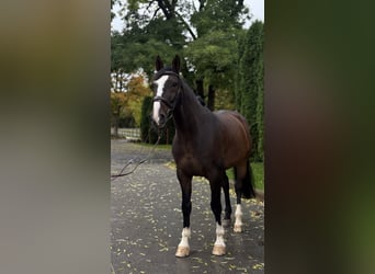 Lets warmbloed, Ruin, 9 Jaar, 170 cm, Donkerbruin