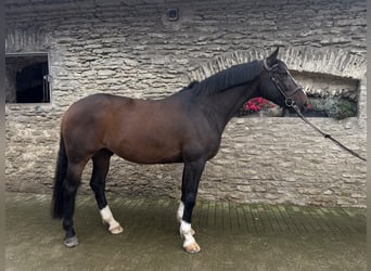 Lets warmbloed, Ruin, 9 Jaar, 170 cm, Donkerbruin