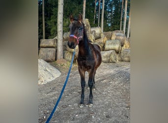 Lettisches Warmblut, Hengst, 1 Jahr, 165 cm, Dunkelbrauner