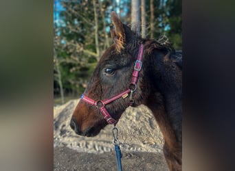 Lettisches Warmblut, Hengst, 1 Jahr, 165 cm, Dunkelbrauner