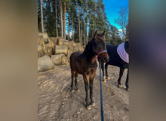 Lettisches Warmblut, Hengst, 1 Jahr, 165 cm, Dunkelbrauner