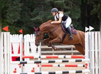 Lettisches Warmblut, Stute, 10 Jahre, 164 cm, Dunkelfuchs