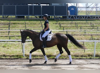 Lettisches Warmblut, Stute, 10 Jahre, 166 cm, Dunkelbrauner
