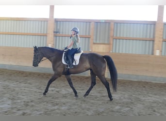 Lettisches Warmblut, Stute, 10 Jahre, 166 cm, Dunkelbrauner