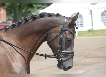 Lettisches Warmblut, Stute, 10 Jahre, 166 cm, Dunkelbrauner