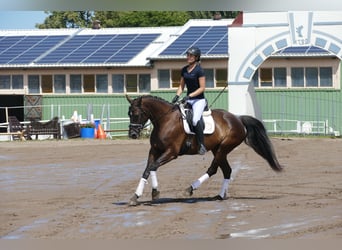 Lettisches Warmblut, Stute, 10 Jahre, 166 cm, Dunkelbrauner