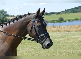 Lettisches Warmblut, Stute, 10 Jahre, 166 cm, Dunkelbrauner