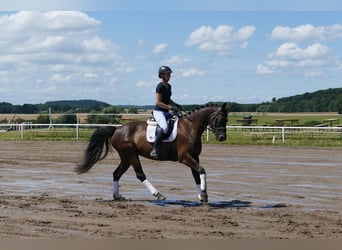Lettisches Warmblut, Stute, 10 Jahre, 166 cm, Dunkelbrauner
