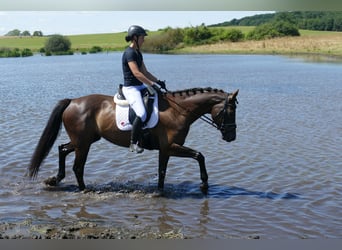 Lettisches Warmblut, Stute, 10 Jahre, 166 cm, Dunkelbrauner