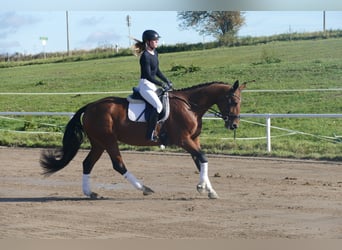 Lettisches Warmblut, Stute, 10 Jahre, 167 cm, Brauner