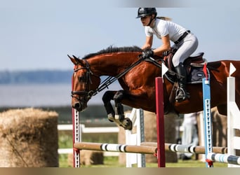 Lettisches Warmblut, Stute, 10 Jahre, 167 cm, Brauner