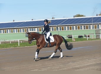 Lettisches Warmblut, Stute, 10 Jahre, 167 cm, Brauner