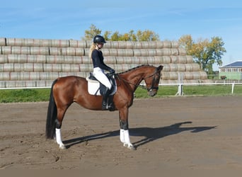 Lettisches Warmblut, Stute, 10 Jahre, 167 cm, Brauner