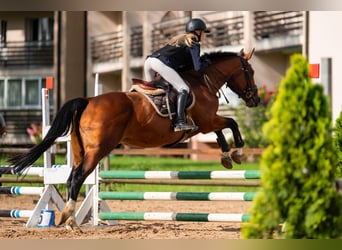 Lettisches Warmblut, Stute, 10 Jahre, 167 cm, Brauner