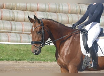 Lettisches Warmblut, Stute, 10 Jahre, 167 cm, Brauner