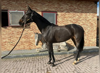 Lettisches Warmblut, Stute, 10 Jahre, 168 cm, Brauner