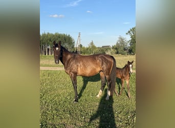 Lettisches Warmblut, Stute, 10 Jahre, 172 cm, Dunkelbrauner