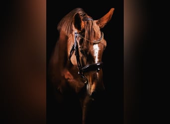 Lettisches Warmblut, Stute, 10 Jahre, Dunkelfuchs