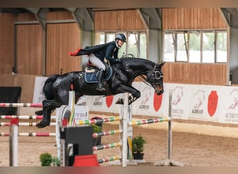 Lettisches Warmblut, Stute, 11 Jahre, Schwarzbrauner