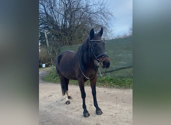 Lettisches Warmblut, Stute, 12 Jahre, 165 cm, Dunkelbrauner