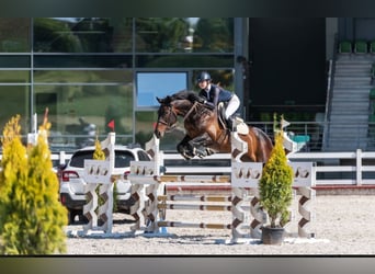 Lettisches Warmblut, Stute, 12 Jahre, 170 cm, Schwarzbrauner
