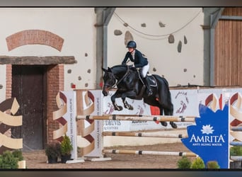 Lettisches Warmblut, Stute, 12 Jahre, 170 cm, Schwarzbrauner