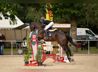 Lettisches Warmblut, Stute, 14 Jahre, 164 cm, Brauner