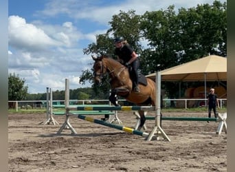 Lettisches Warmblut, Stute, 15 Jahre, 160 cm, Brauner