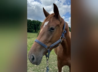 Lettisches Warmblut, Stute, 15 Jahre, 163 cm, Brauner